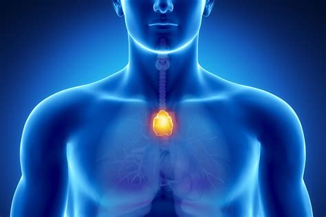 thymus gland .